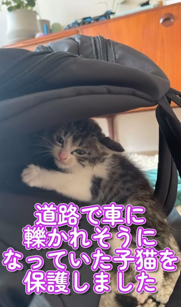 保護された子猫