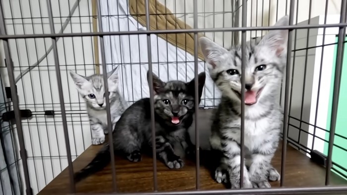 鳴いている3匹の子猫