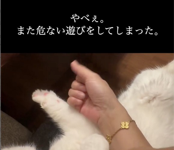 握りこぶしを作る飼い主さんと手のひらを開いている猫の手