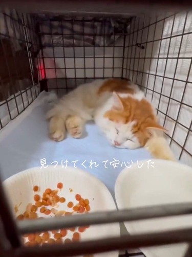 寝ている猫
