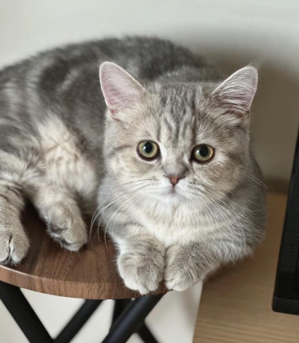 座る猫