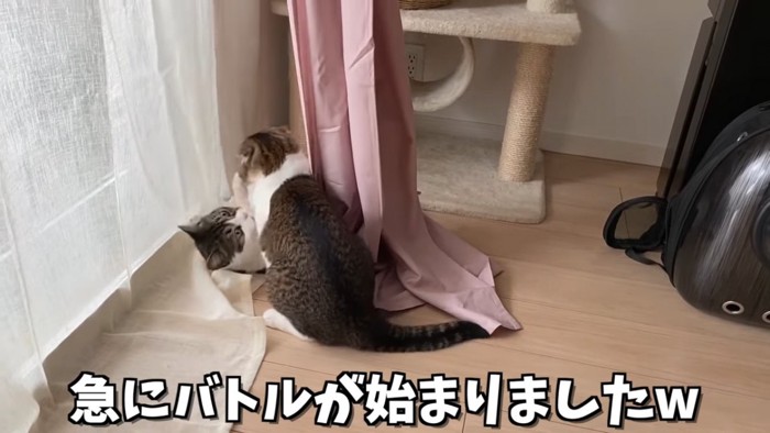 取っ組み合う猫