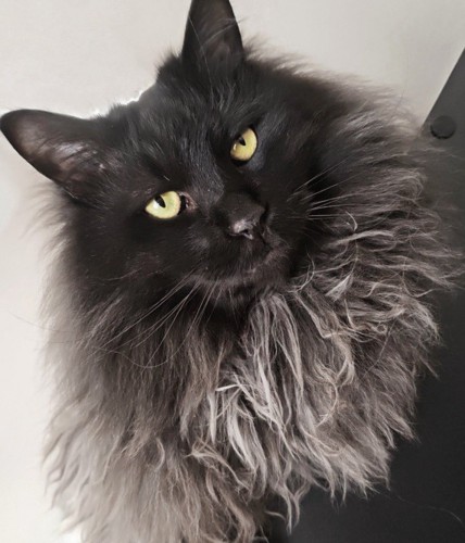 黒い長毛猫