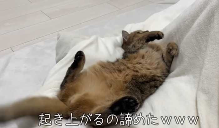 起き上がるのをあきらめたみにらくん
