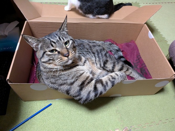 段ボール箱の中でドヤ顔して座る猫（上から）