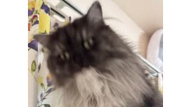 毛繕いしている猫