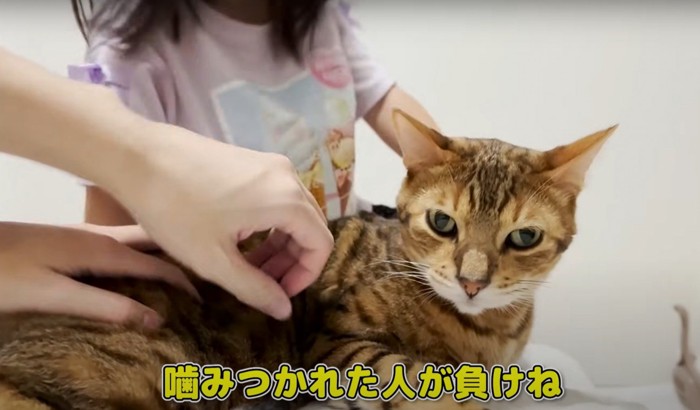 人の手と寝そべる猫