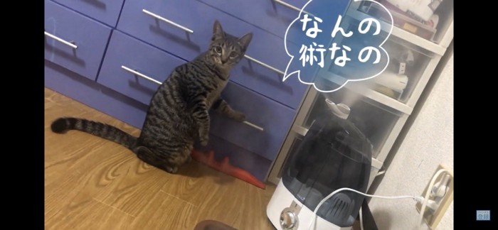 取っ手を掴む猫