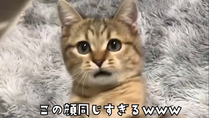 口が開いてるミニみにらくん