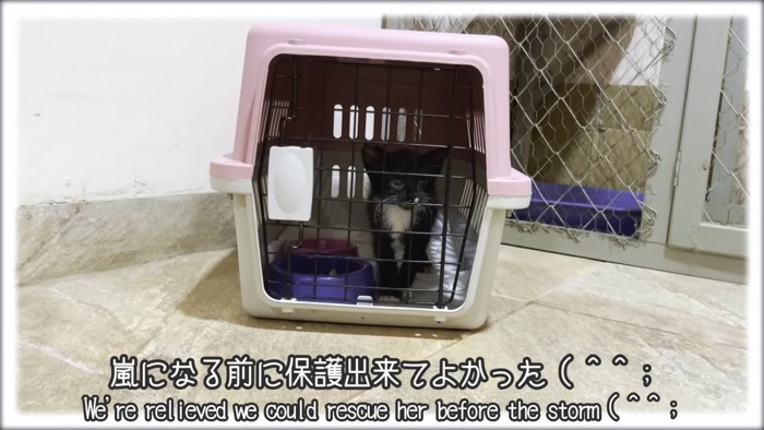 キャリーの中にいる子猫