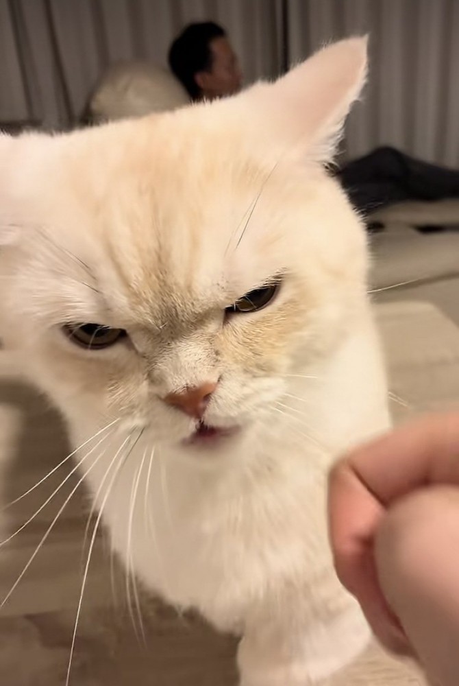 飼い主さんに怒るミヌエット