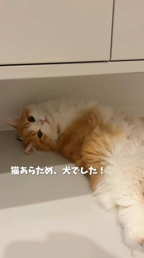 飼い主を見つめながら寝転がる子猫