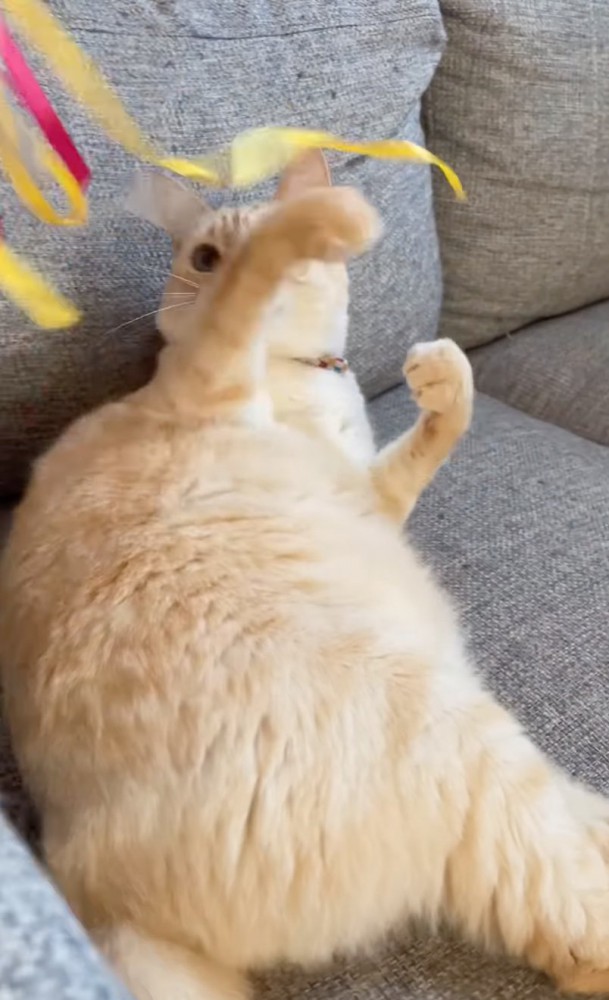 おもちゃで遊ぶ猫