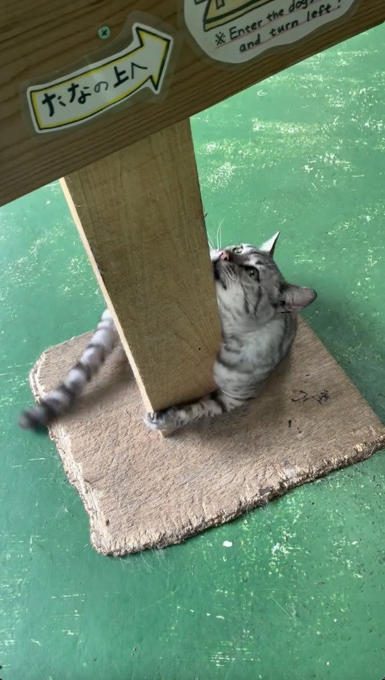 上を見ながら爪をとぐ猫