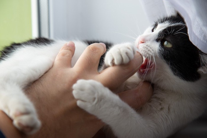 手で遊ぶ猫