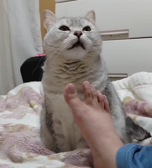 上を向きながら目を細める猫
