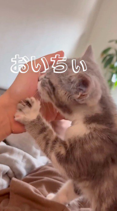 女性の手のひらに顔と前足をつける子猫