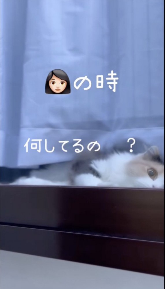 窓際でママを待つ猫