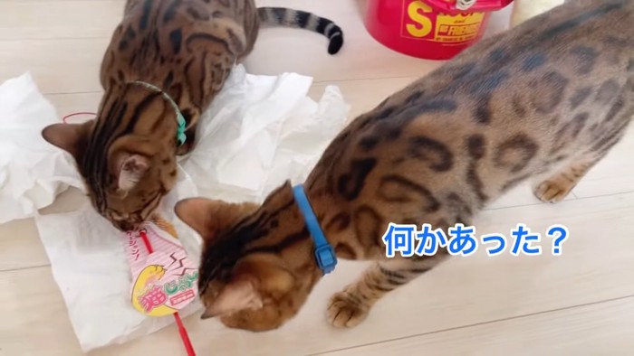 上から見た2匹の猫