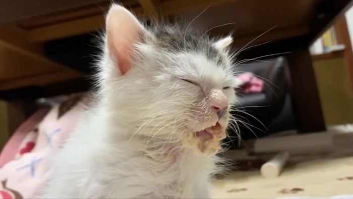 目を閉じている子猫