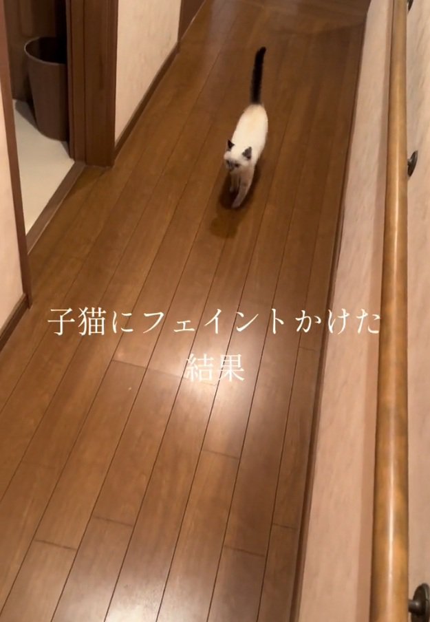 飼い主さんの方へ走ってくるコアラちゃん