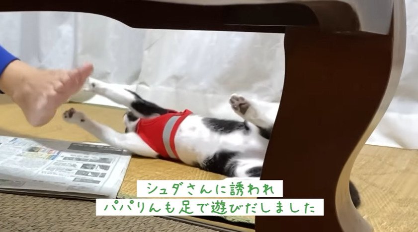 足で遊ぶ猫