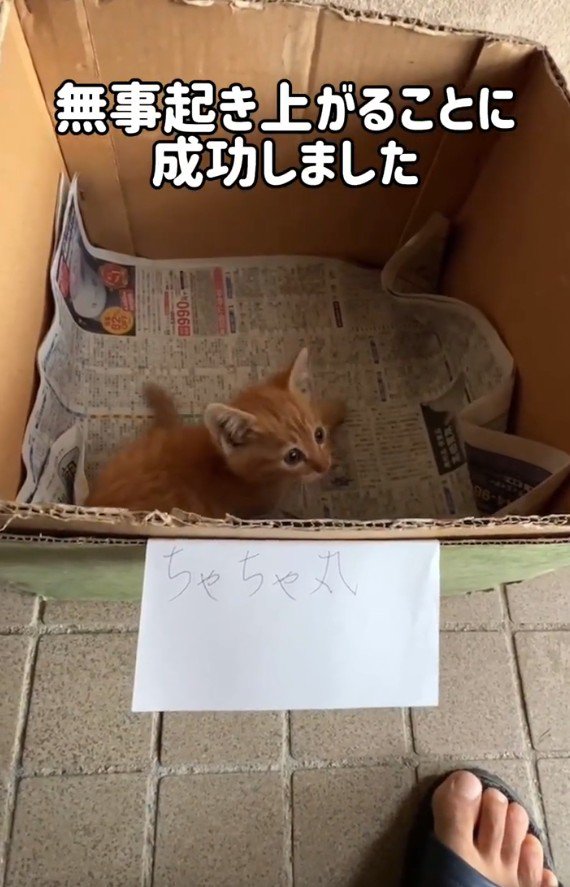 ダンボールの中の猫
