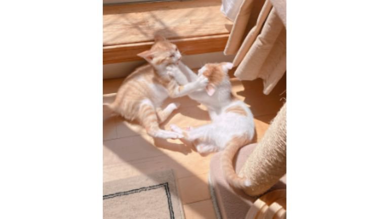 ケンカする子猫