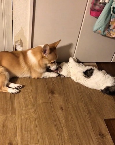 ラブラブな猫と犬