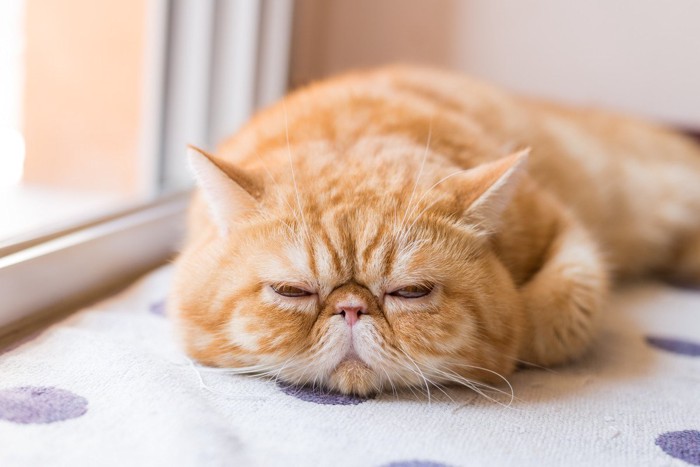窓辺で寝ている猫