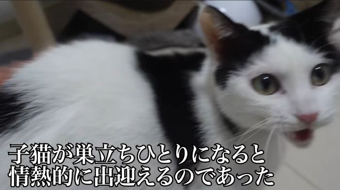 お出迎えする大人猫