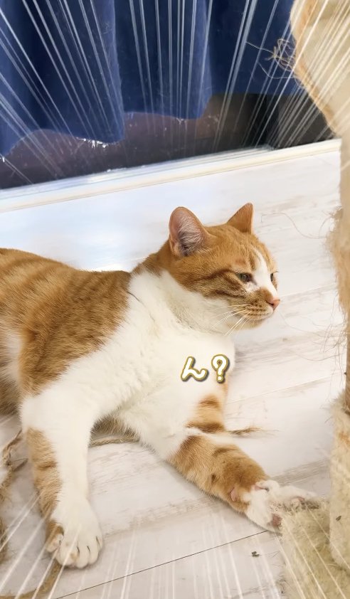 横になっている猫の上半身「ん?」