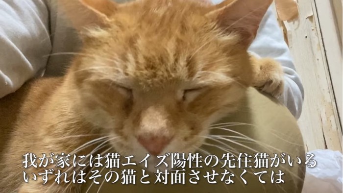 目を閉じている猫