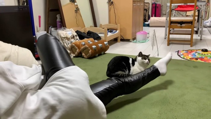 人の足を見る猫