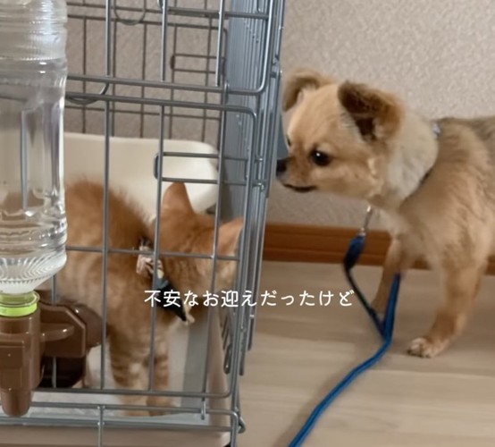 子猫に興味津々