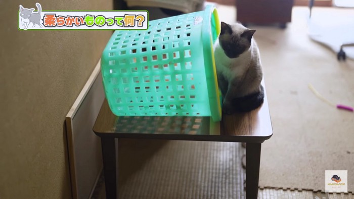 緑のカゴとシャム猫