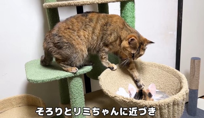 ハンモックの中の子猫に手を伸ばす成猫