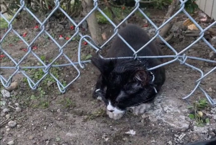 フェンスに引っかかっている子猫