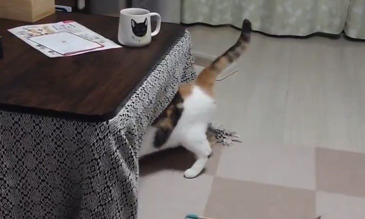 こたつに吸い込まれていく様子の三毛猫