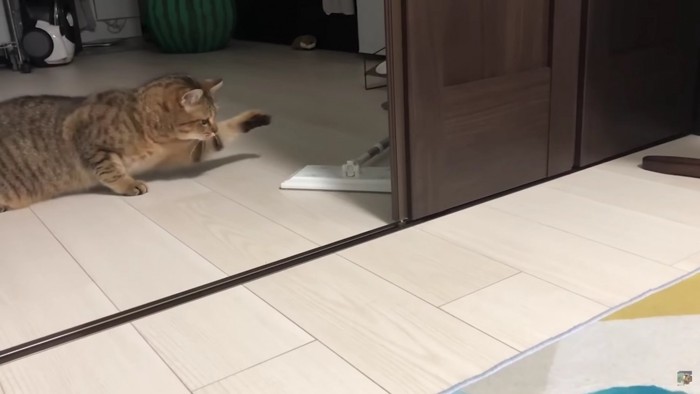 モップを叩こうとする猫