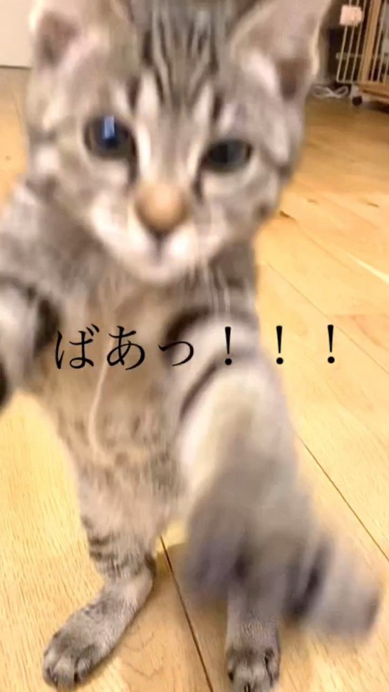 立つ子猫