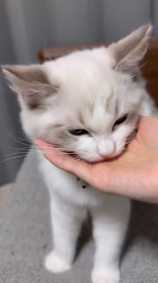 女性の手の上にあったおやつを食べる猫