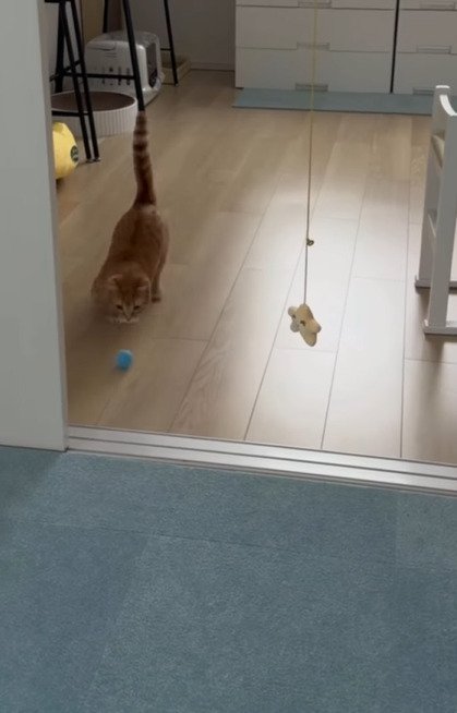 床に転がる青いボールを追いかけるらむくん
