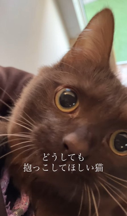 抱っこしてもらう猫