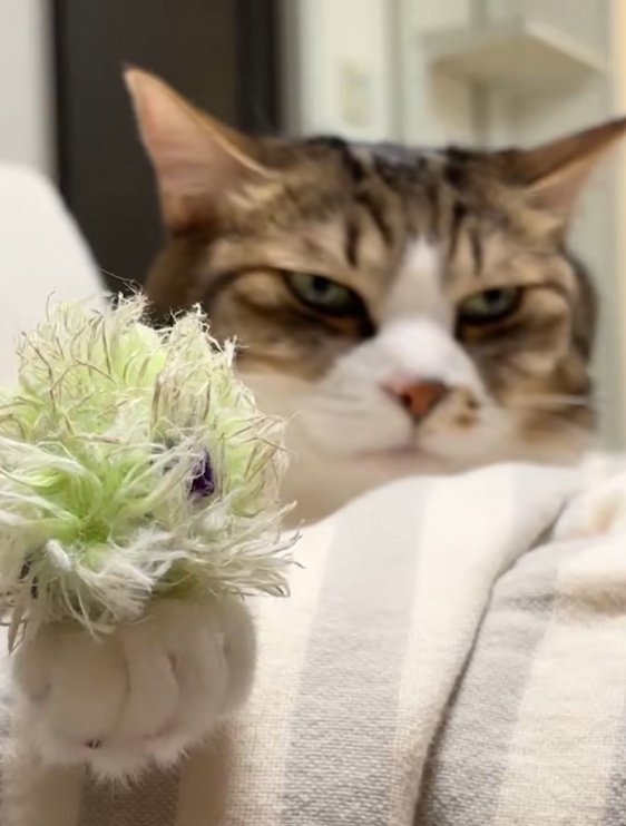 前脚にオモチャを乗せて伏し目がちの猫