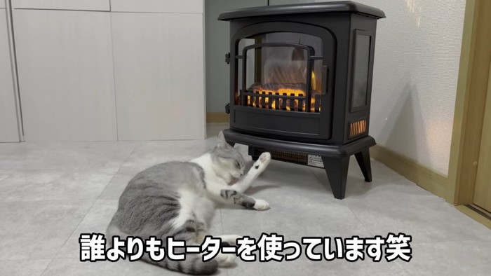 ヒーターの前にいる猫