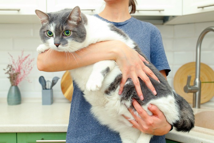 肥満の猫を抱く女性