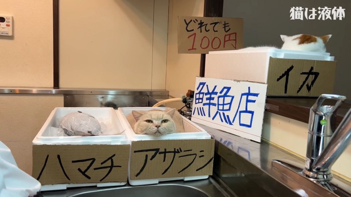 箱に入る猫たち