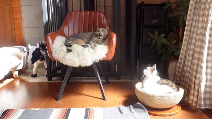 くつろぐ猫