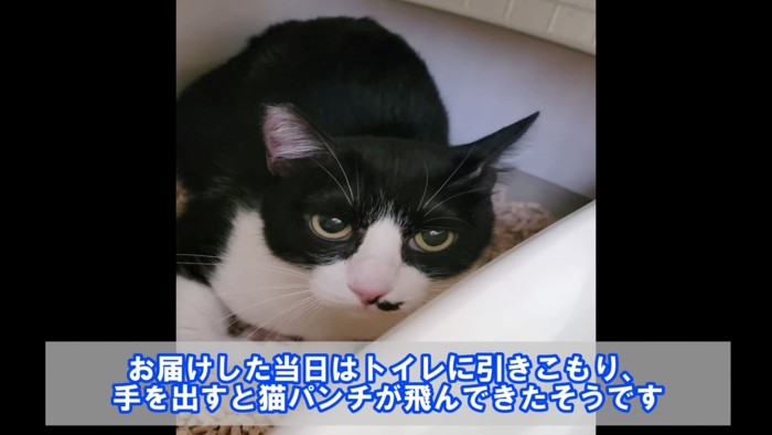 猫トイレにいる猫